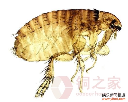 �����Ǽ����桱�����Ϻ� ��ɫ��������������ͷ